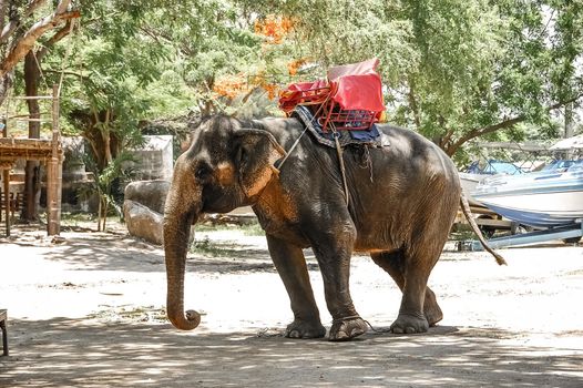 Good trained elephants with special seating area for tourists on back on the street