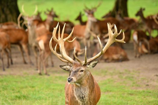Many deers graze in the forest