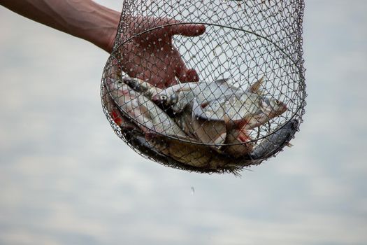 Fishing. Fish on a hook. Selective focus Nature