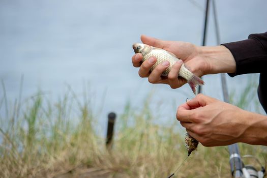 Fishing. Fish on a hook. Selective focus Nature