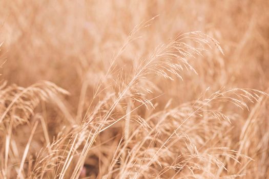 autumun scenery with wheat field