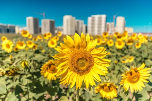 Gorgeous sunflowers on a background of new buildings and blue sky