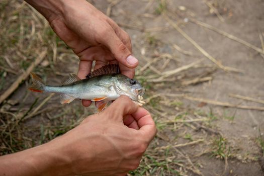 Fishing. Fish on a hook. Selective focus Nature