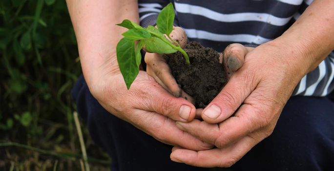 A child holds a green plant on dark brown soil, pepper seedlings. Nature, selective focus