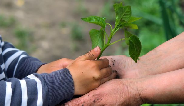 A child holds a green plant on dark brown soil, pepper seedlings. Nature, selective focus
