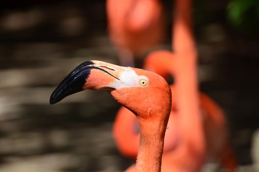 Closeup portrait of a red flamingo