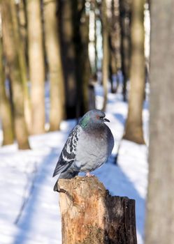 Close-up of a charming and cute pigeon. A bird sits on a stump and poses