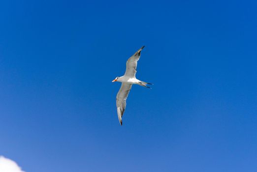 Seagull flying under blue sky.