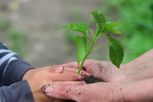 A child holds a green plant on dark brown soil, pepper seedlings. Nature, selective focus