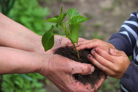 A child holds a green plant on dark brown soil, pepper seedlings. Nature, selective focus