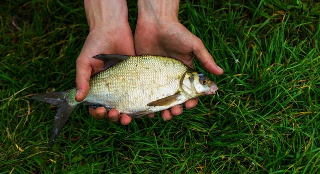 fish hanging on a fishing hook close-up. Nature, selective focus