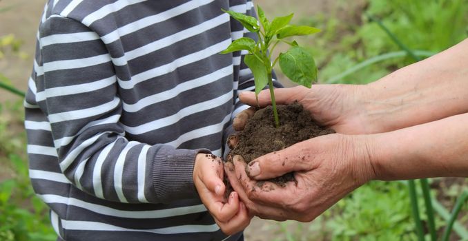 A child holds a green plant on dark brown soil, pepper seedlings. Nature, selective focus