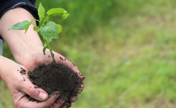 Woman holding green pepper seedlings over the soil, top view. Nature. Selective focus