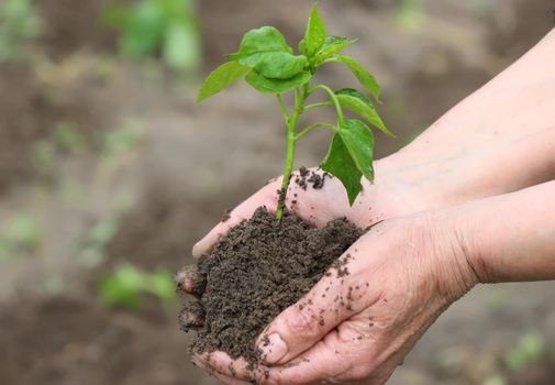 Woman holding green pepper seedlings over the soil, top view. Nature. Selective focus