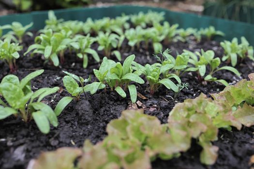 young greenery in the garden. Rows of green spinach, chard, lettuce on a vegetable patch. high quality photo