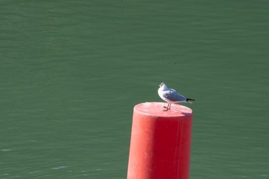 seagull on a red buoy in a river