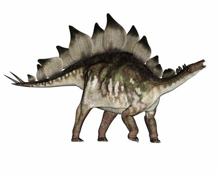 Stegosaurus dinosaur standing and roaring isolated in white background - 3D render