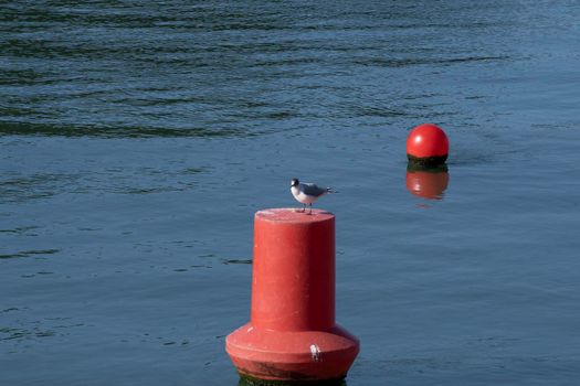 seagull on a red buoy in a river