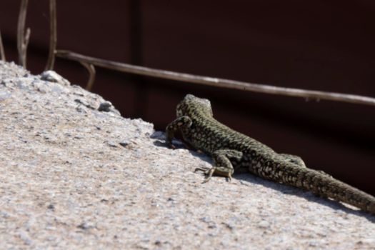 A common wall lizard podarcis muralis basking in the sun. These lizards are also known as European wall lizards and can grow to about 20 cm 7.9 in in total length.