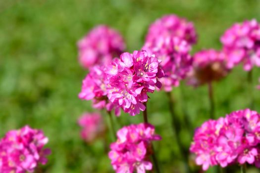 Sea Thrift Dusseldorf Pride flower - Latin name - Armeria maritima Dusseldorf Pride