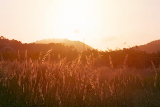 Cogon glass, grass flower or pennisetum with sunrise background. beatiful grass flower on side road at morning  with sunrise. Grass flowers are blooming in the morning time. nature background concept