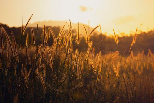 Cogon glass, grass flower or pennisetum with sunrise background. beatiful grass flower on side road at morning  with sunrise. Grass flowers are blooming in the morning time. nature background concept