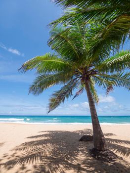  Coconut palm trees and tropical sea. Summer vacation and tropical beach concept. Coconut palm grows on white sand beach. Alone coconut palm tree in front of freedom beach Phuket, Thailand. 