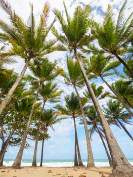 Coconut palm trees and tropical sea. Summer vacation and tropical beach concept. Coconut palm grows on white sand beach. Alone coconut palm tree in front of freedom beach Phuket, Thailand. vertical photo