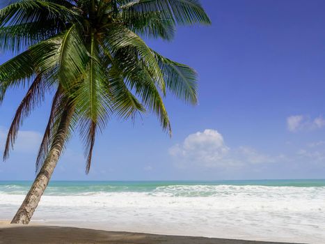 Coconut palm trees and tropical sea. Summer vacation and tropical beach concept. Coconut palm grows on white sand beach. Alone coconut palm tree in front of freedom beach Phuket, Thailand.