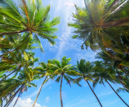 Coconut palm trees and tropical sea. Summer vacation and tropical beach concept. Coconut palm grows on white sand beach. Alone coconut palm tree in front of freedom beach Phuket, Thailand. vertical photo