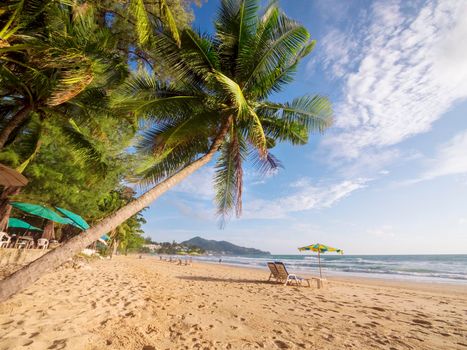 Coconut palm tree on white sandy beach in Phuket Thailand. Travel concept coconut palm trees with beautiful tropical background. Phuket beach Thailand with crowd of happy tourists. Holidays vacation
