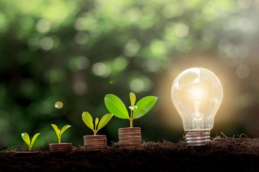 Plant growing on coins and light bulb. Energy saving light bulb and tree growing on stacks of coins with nature background. Finance money and energy saving concept