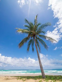 Coconut palm trees and tropical sea. Summer vacation and tropical beach concept. Coconut palm grows on white sand beach. Alone coconut palm tree in front of freedom beach Phuket, Thailand. 