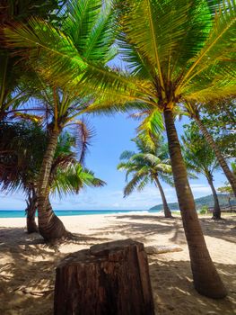 Coconut palm trees and tropical sea. Summer vacation and tropical beach concept. Coconut palm grows on white sand beach. Alone coconut palm tree in front of freedom beach Phuket, Thailand. vertical photo