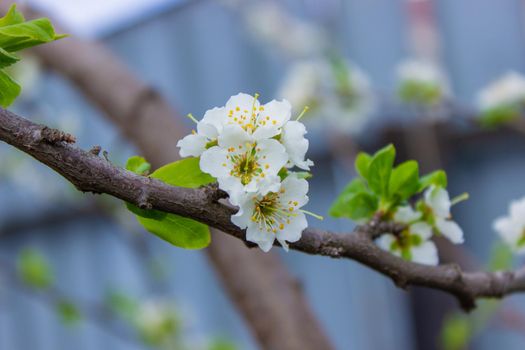 flowering tree at spring. pollination by bees. selective focus