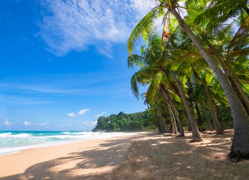 Coconut palm trees and tropical sea. Summer vacation and tropical beach concept. Coconut palm grows on white sand beach. Alone coconut palm tree in front of freedom beach Phuket, Thailand. vertical photo