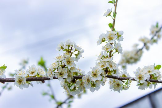 flowering tree at spring. pollination by bees. selective focus