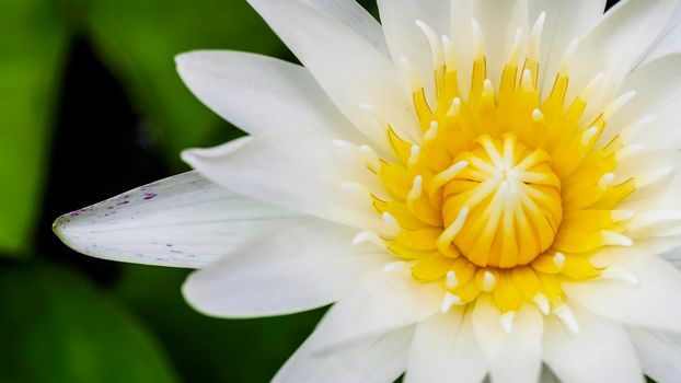 Close up marco top view white lotus flower or water lily flower blossom in on the water surface and dark background,