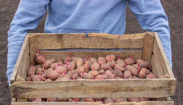 Potatoes for planting on a farm in a box. selective focus