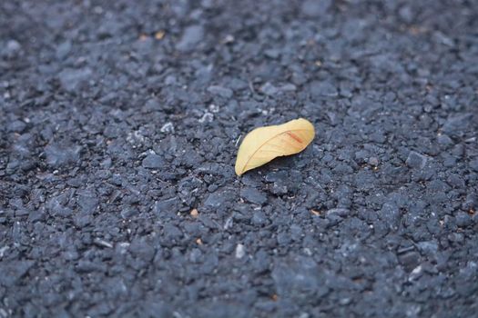 Close up and soft focus dried leaves on the road, Close up detail of dry leaves with copy space abstract background. Dried leaves fall to road. Autumnal leaf on the ground at the road