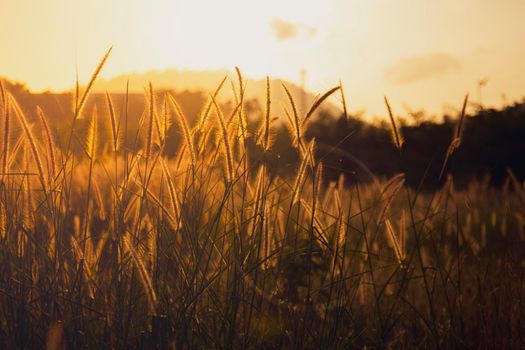 Cogon glass, grass flower or pennisetum with sunrise background. beatiful grass flower on side road at morning  with sunrise. Grass flowers are blooming in the morning time. nature background concept