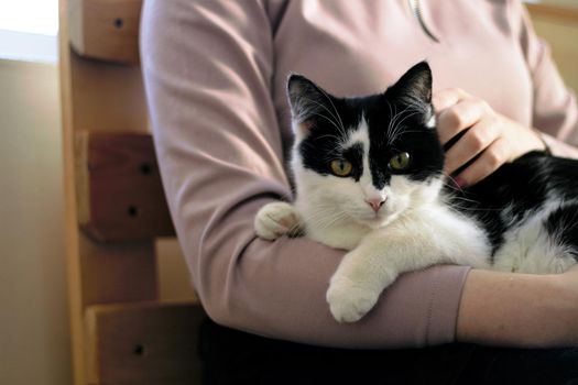 Cute cat and girl hand