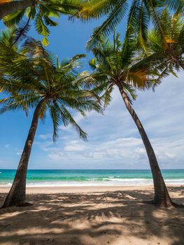 Coconut palm trees and tropical sea. Summer vacation and tropical beach concept. Coconut palm grows on white sand beach. Alone coconut palm tree in front of freedom beach Phuket, Thailand. 