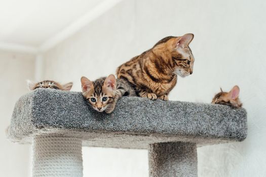 Two young cute bengal kittens laying on a soft cat's shelf of a cat's house indoors.