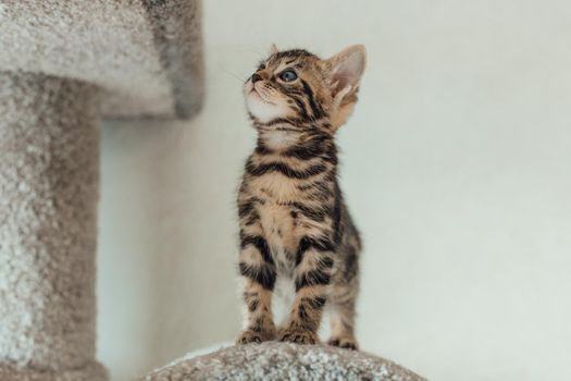 Young cute bengal kitten sitting on a soft cat's shelf of a cat's house indoors.