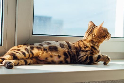 Cute golden pregnant bengal kitty cat laying on the windowsill and relaxing.