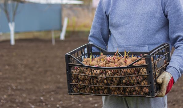 Potatoes for planting on a farm in a box. selective focus