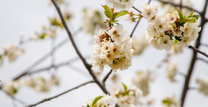 Blooming tree in the garden. Selective focus nature.