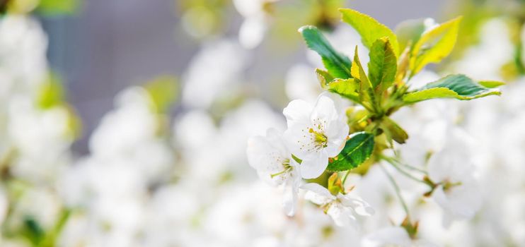 Blooming tree in the garden. Selective focus nature.