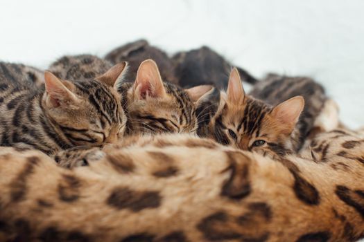 Adorable golden bengal mother-cat feeds her little kittens with breast